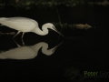 White egret