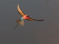 carmine in flight