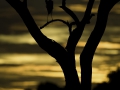 herron silhouette