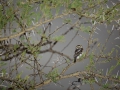 pearl spotted owl