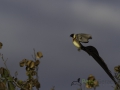 Long-tailed paradise-whydah