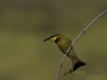 Little bee-eater