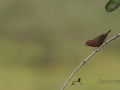 Red-billed firefinch