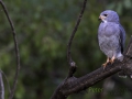Lizard buzzard