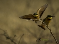 Little bee-eater