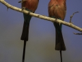 Carmine bee-eater