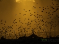 Red-billed quelea