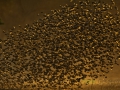 Red-billed quelea
