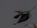 Lilac-breasted Roller