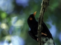 Retz's helmet-shrike, Red-billed helmet-shrike