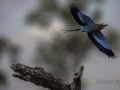 Lilac-breated roller