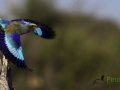 Roller in flight