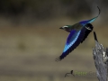 Lilac breasted roller