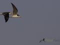 African Skimmer
