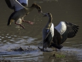 Egyptian Goose