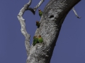Lilian Lovebirds