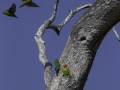 Lilian's lovebird