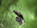 Hamerkop