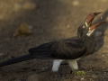 crowned hornbill