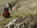 Carmine bee-eater