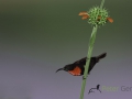 Scarlet-chested sunbird