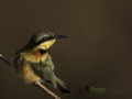 Little bee-eater
