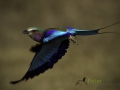 Lilac-breasted roller