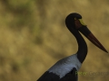Saddle-billed stork