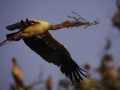 Yellow-billed stork