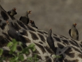 Red-billed oxpecker