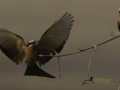 White-fronted bee-eater