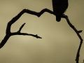 Western banded Snake Eagle