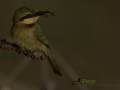 Little bee-eater