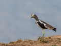 white-crowned plover