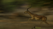 Dynamic blur-11
