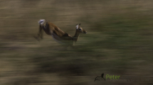 Dynamic blur-21