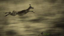 Dynamic blur-22
