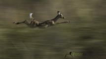 Dynamic blur-26