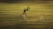 Dynamic blur-30