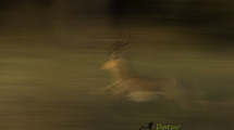Dynamic blur-31