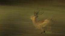 Dynamic blur-32