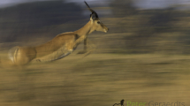 Dynamic blur-41