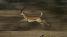 Dynamic blur-44