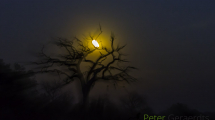 Dynamic blur-48