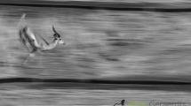Dynamic blur-50