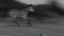 Dynamic blur-51