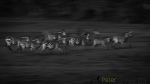 Dynamic blur-52