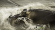 Dynamic blur-53