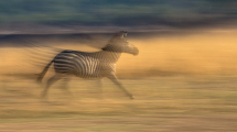 zebra_panning
