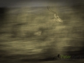Dynamic blur-12